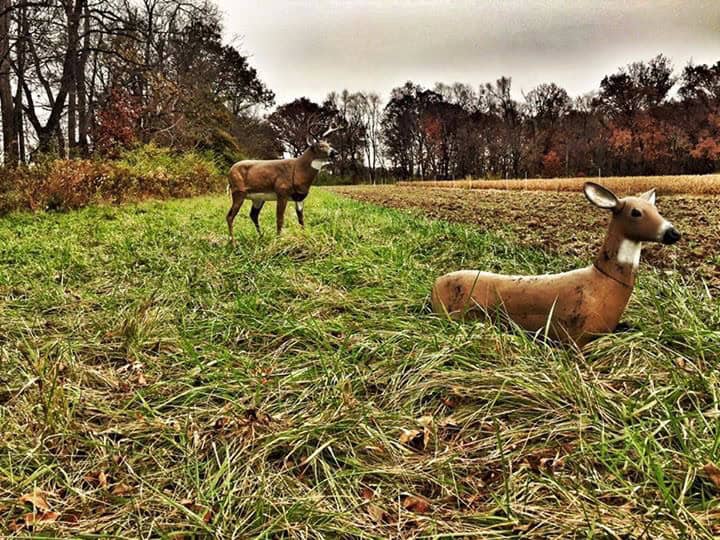 How do I plant food plots?