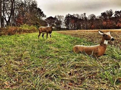 How do I plant food plots?