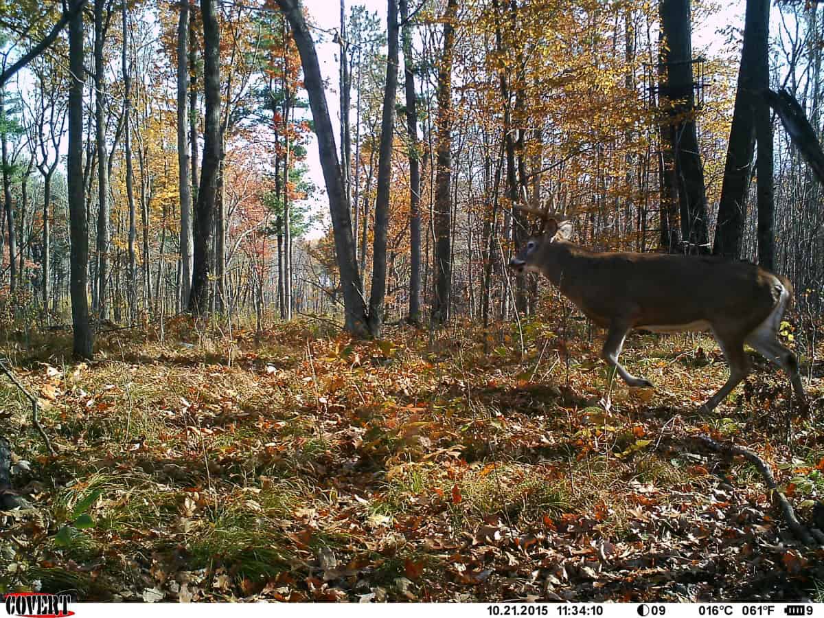 Midday Whitetail Strategies