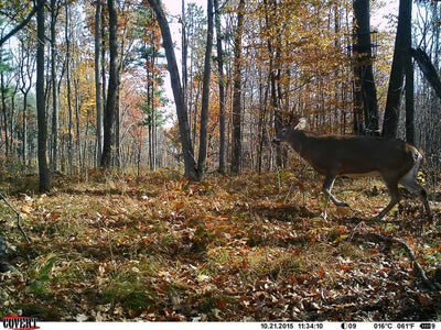 Midday Whitetail Strategies