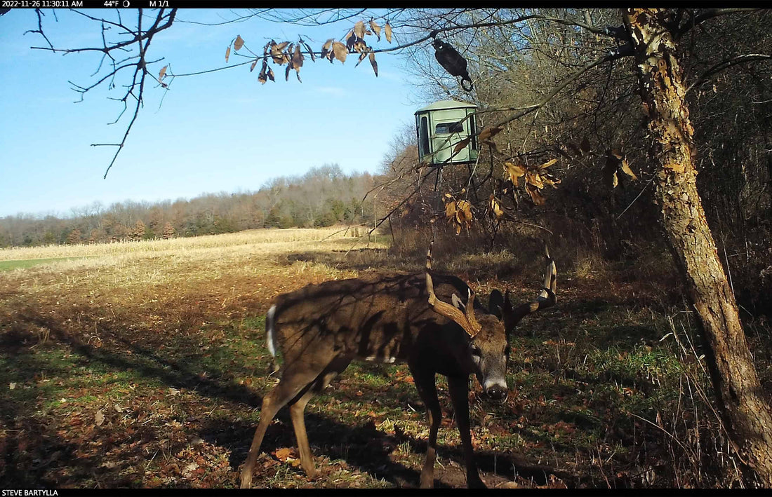 Notes From the Deer Woods: Mock Scrapes For Drawing and Positioning Bucks