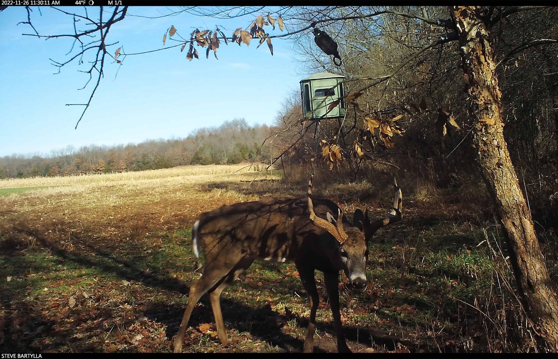 Notes From the Deer Woods: Mock Scrapes For Drawing and Positioning Bucks