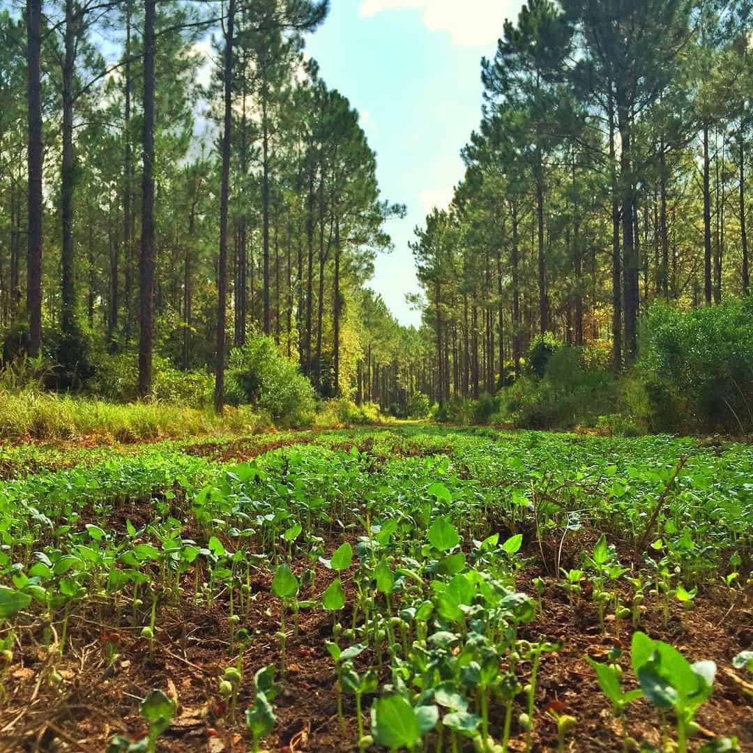 Helpful Hints for Planting in the Fall