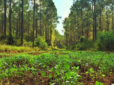 Helpful Hints for Planting in the Fall