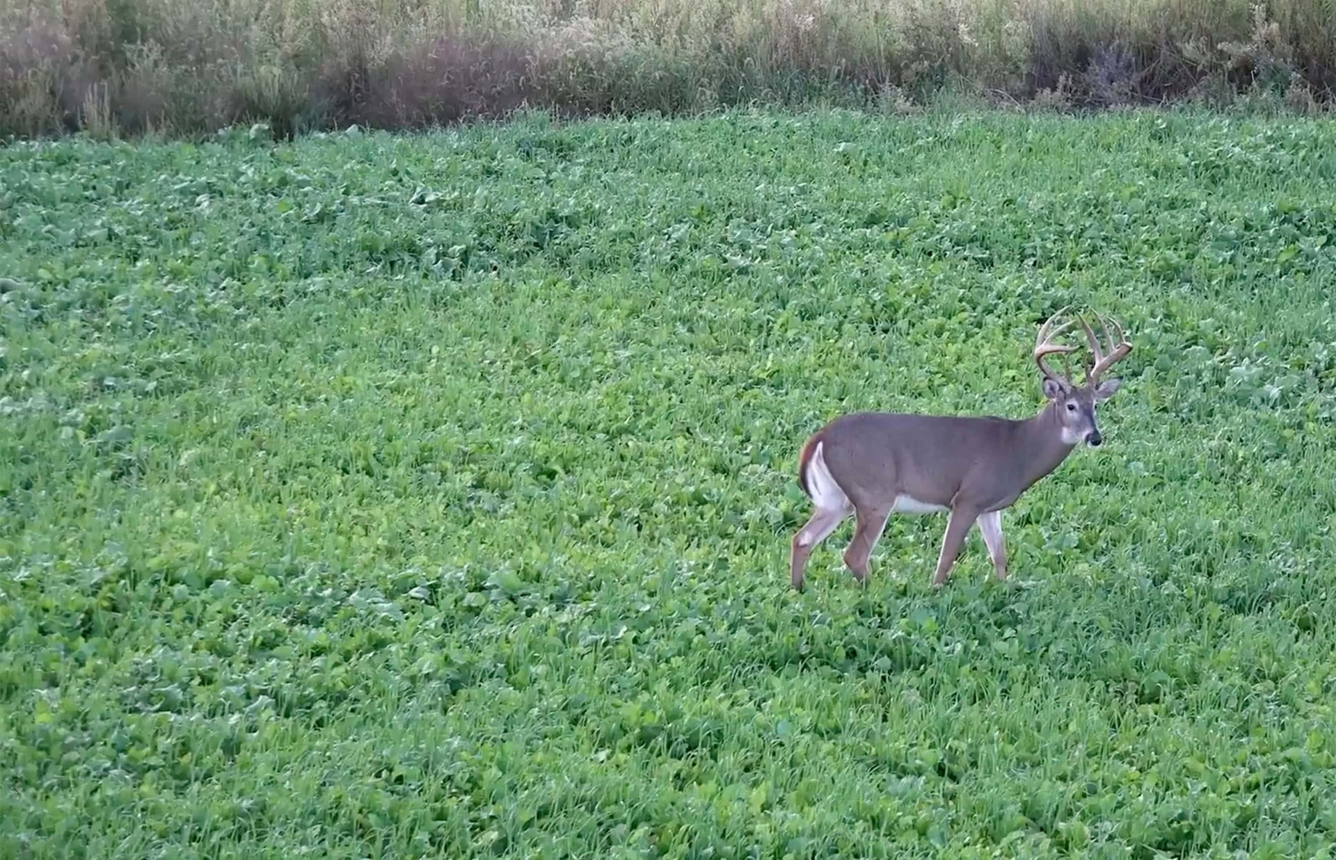 How do I plant food plots?