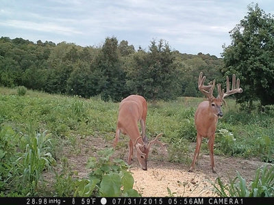 Get A-Shed for Next Season