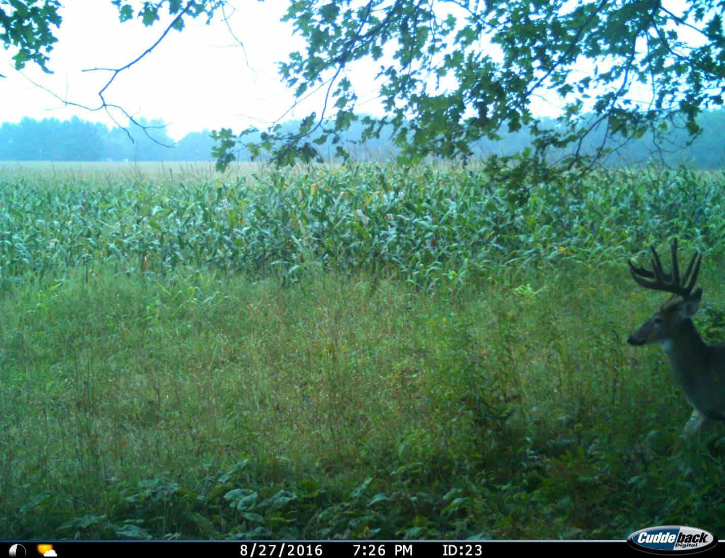 How to Harvest a Big Buck Early Season