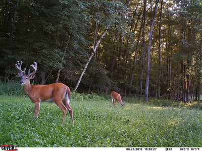 Early Season Whitetail (learning from my mistakes)
