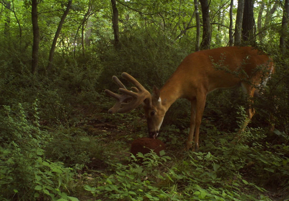 The Importance of Nutrition in Antler and Body Growth