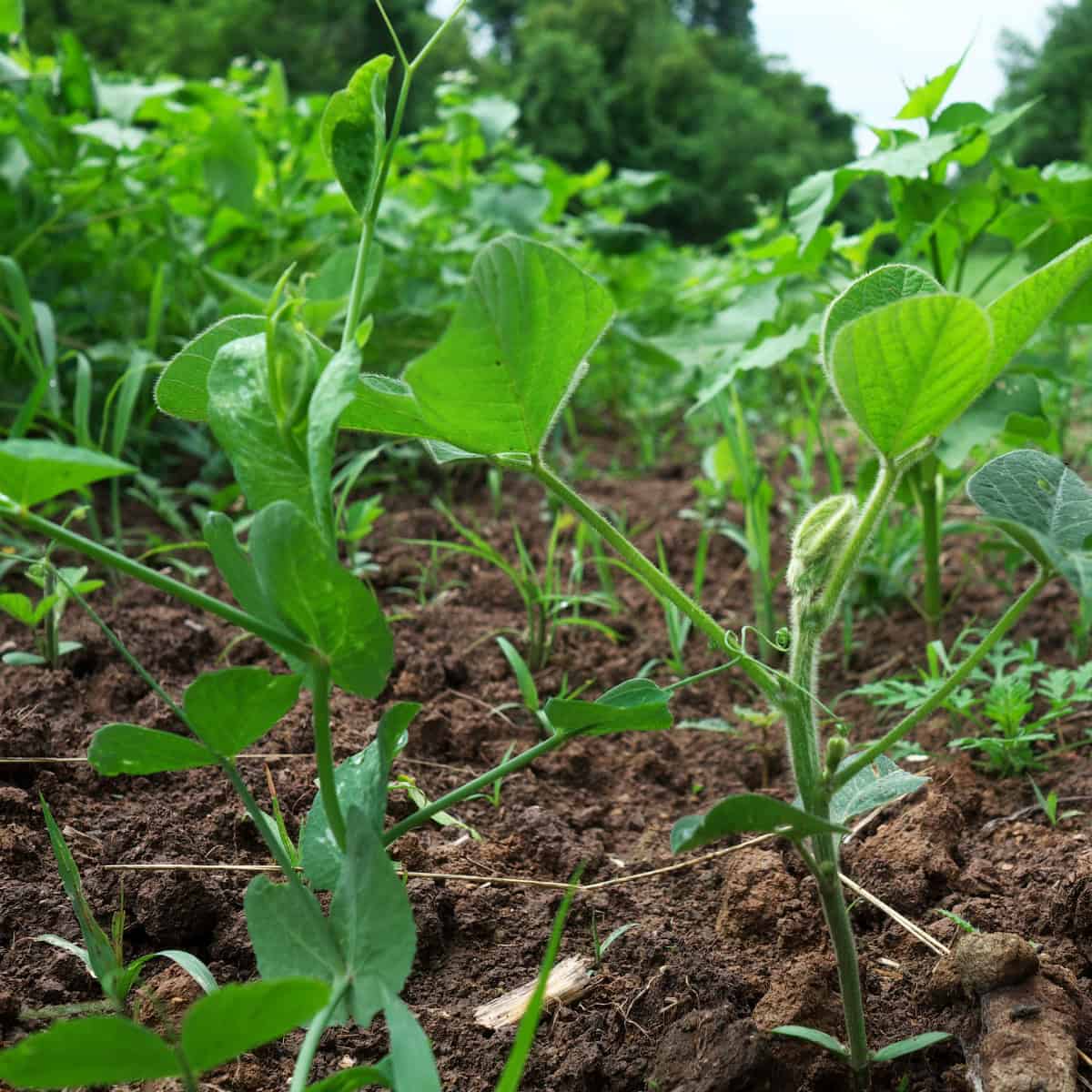 Food Plot Strategies