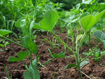 Food Plot Strategies