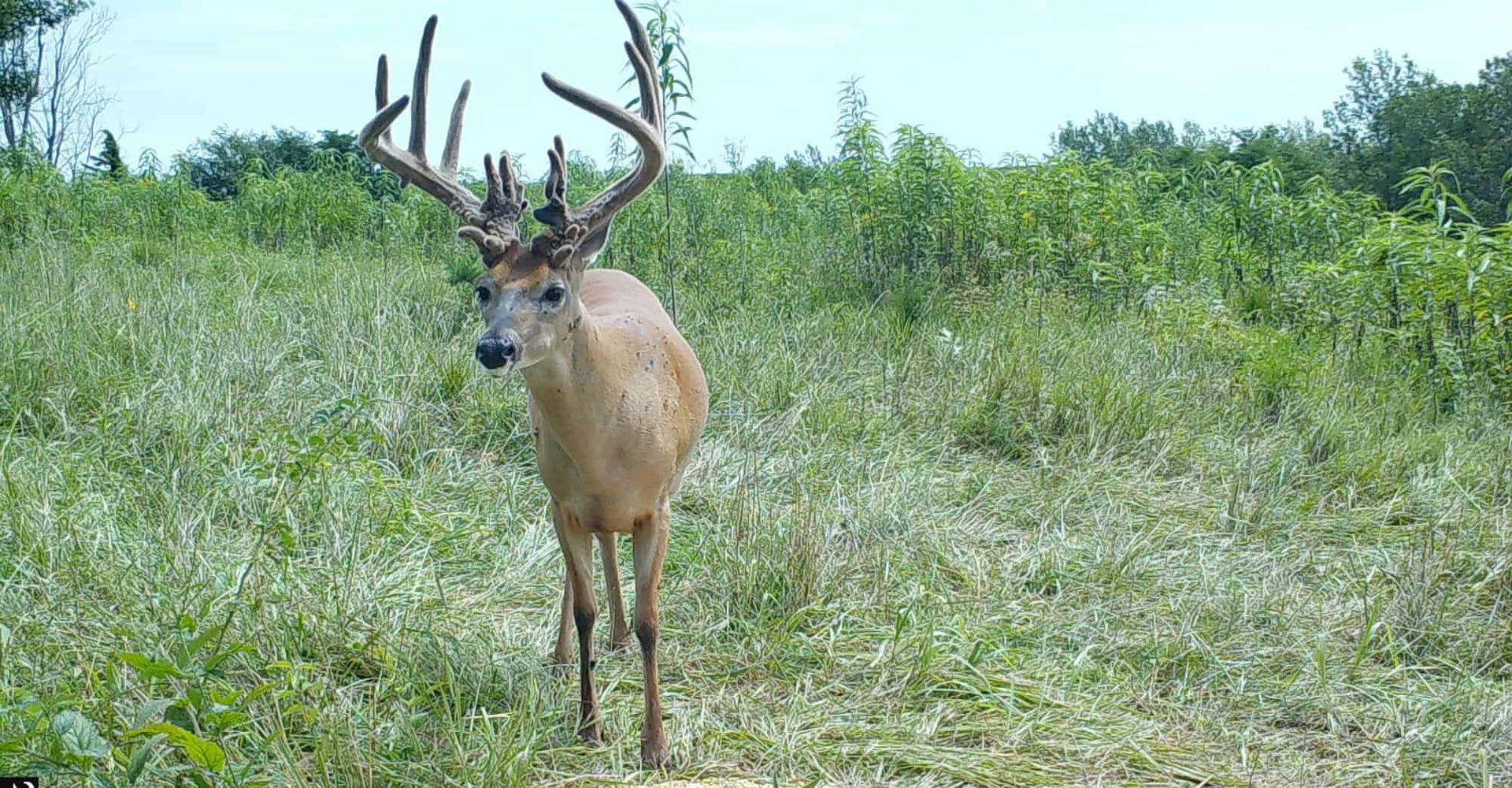 Notes From the Deer Woods: Making Sense of Options