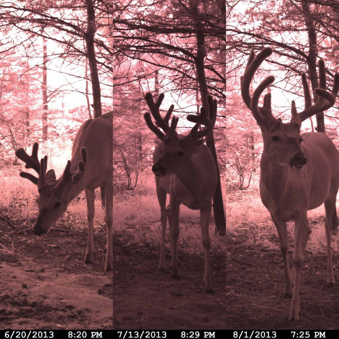 Why do deer need minerals?