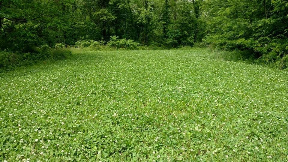 Why plant food plots? – Antler King