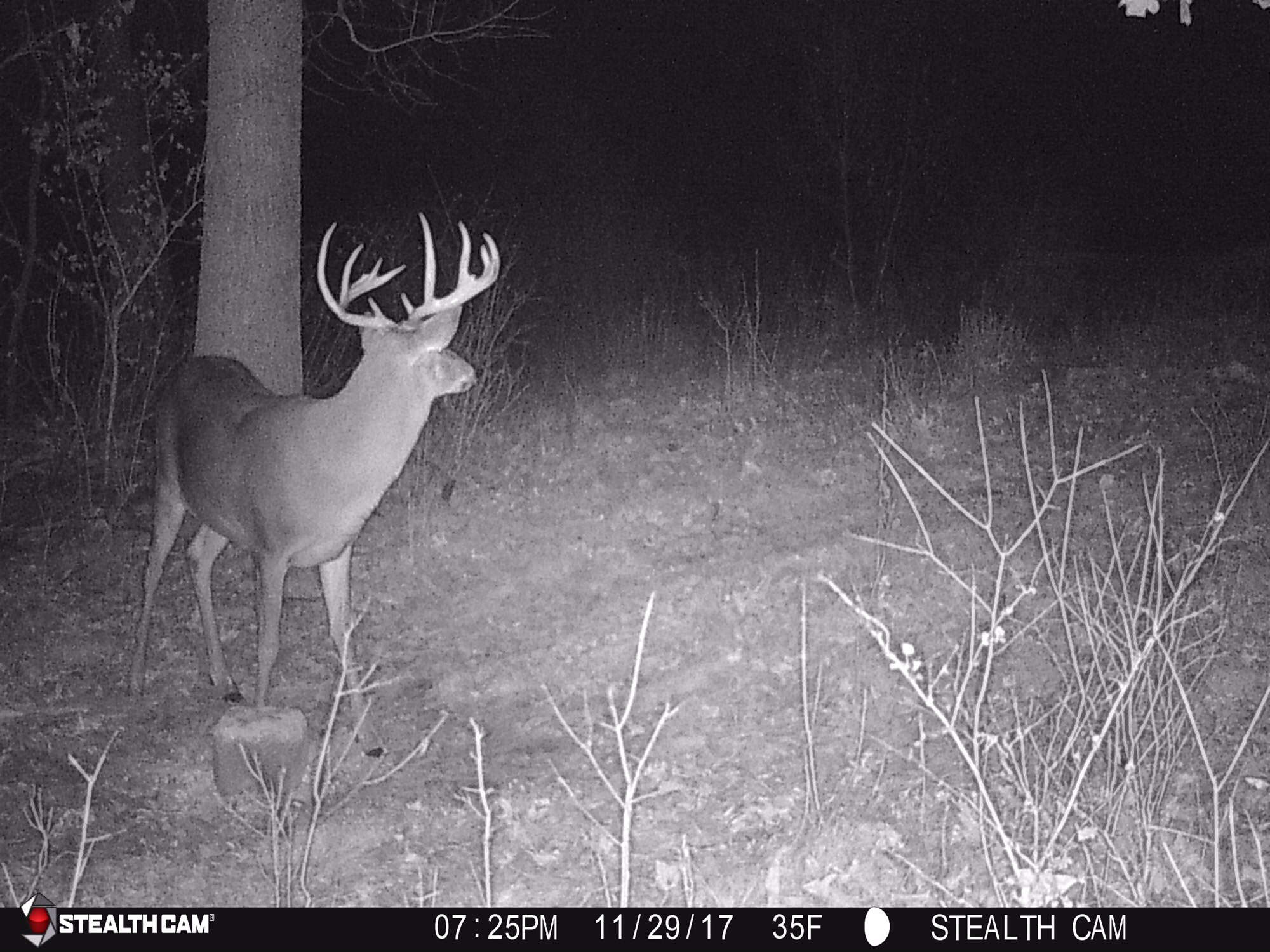 Apple Burst Mineral Block