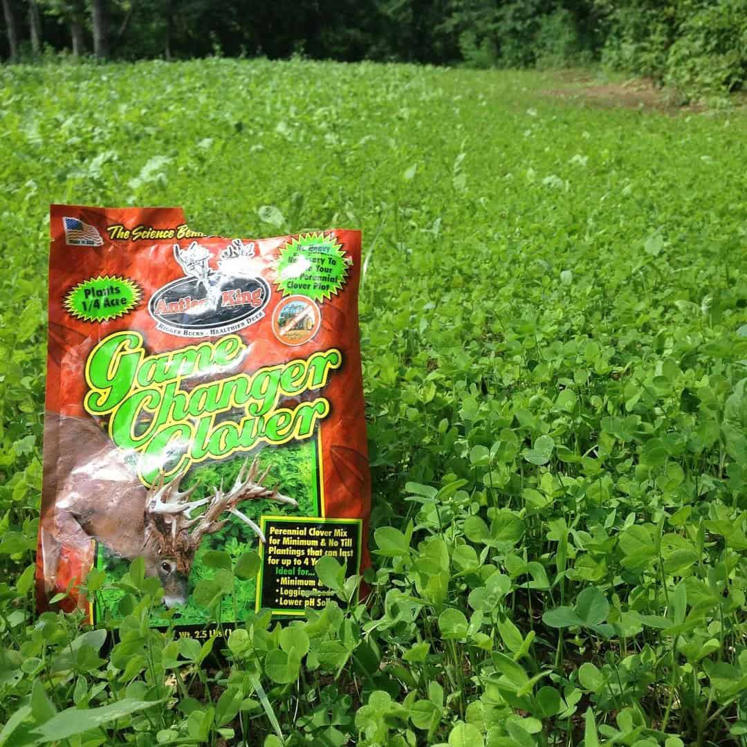 Game Changer Clover – Antler King