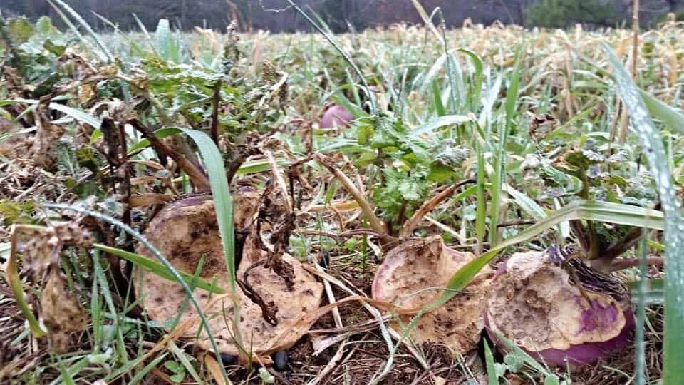 Lights Out Forage Oats