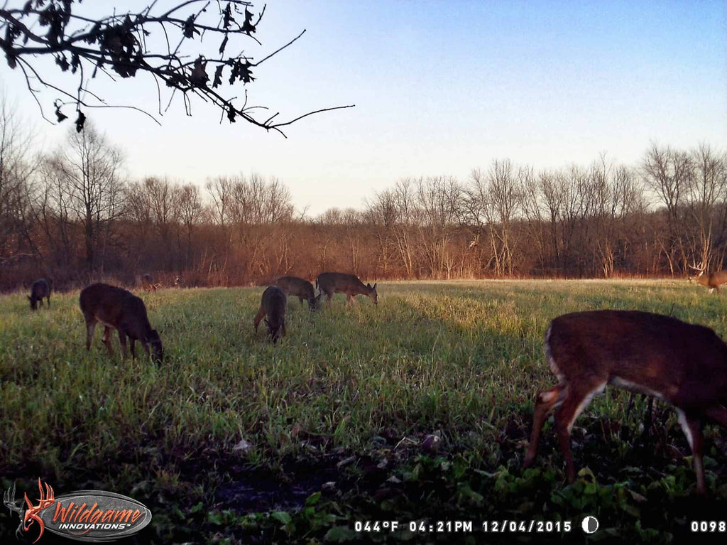 Lights Out Forage Oats