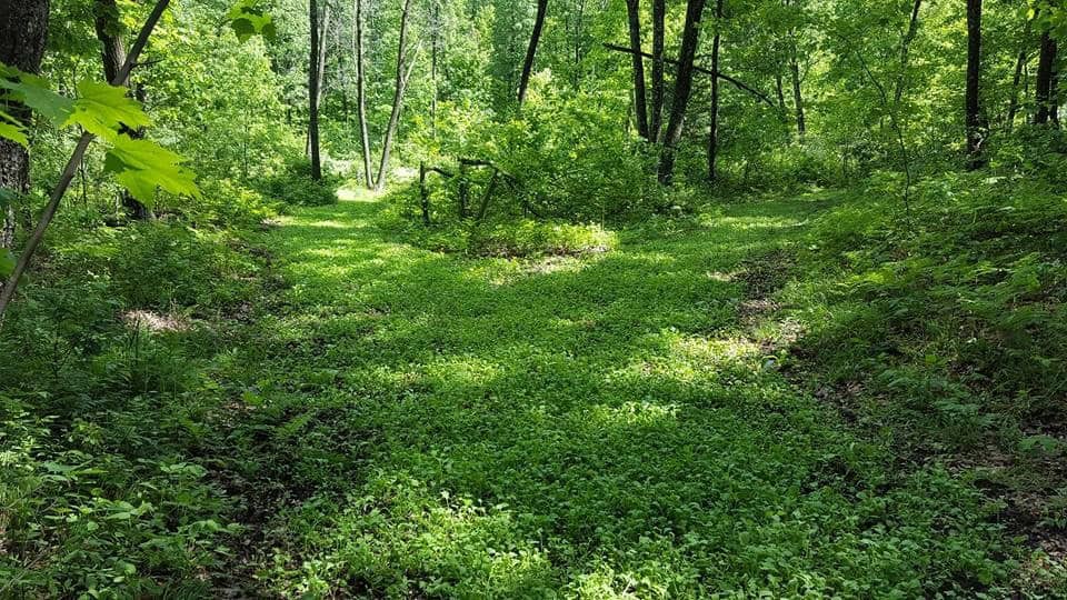 Game Changer Clover – Antler King