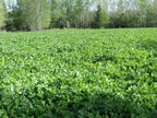Trophy Clover Mix