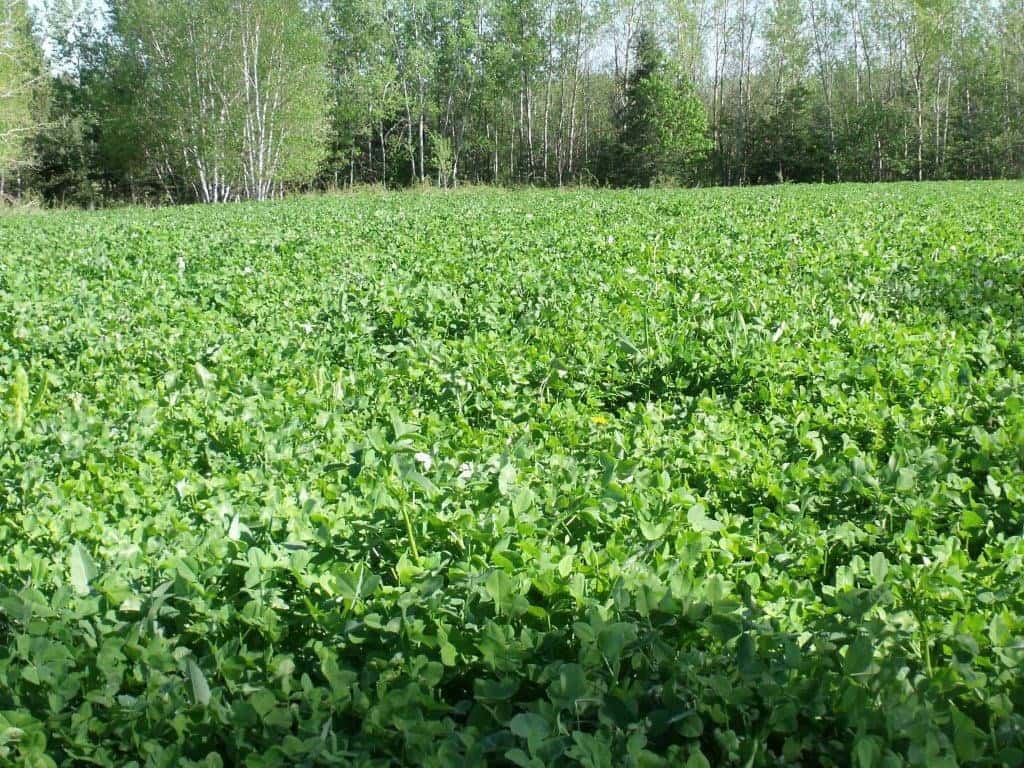 Trophy Clover Mix