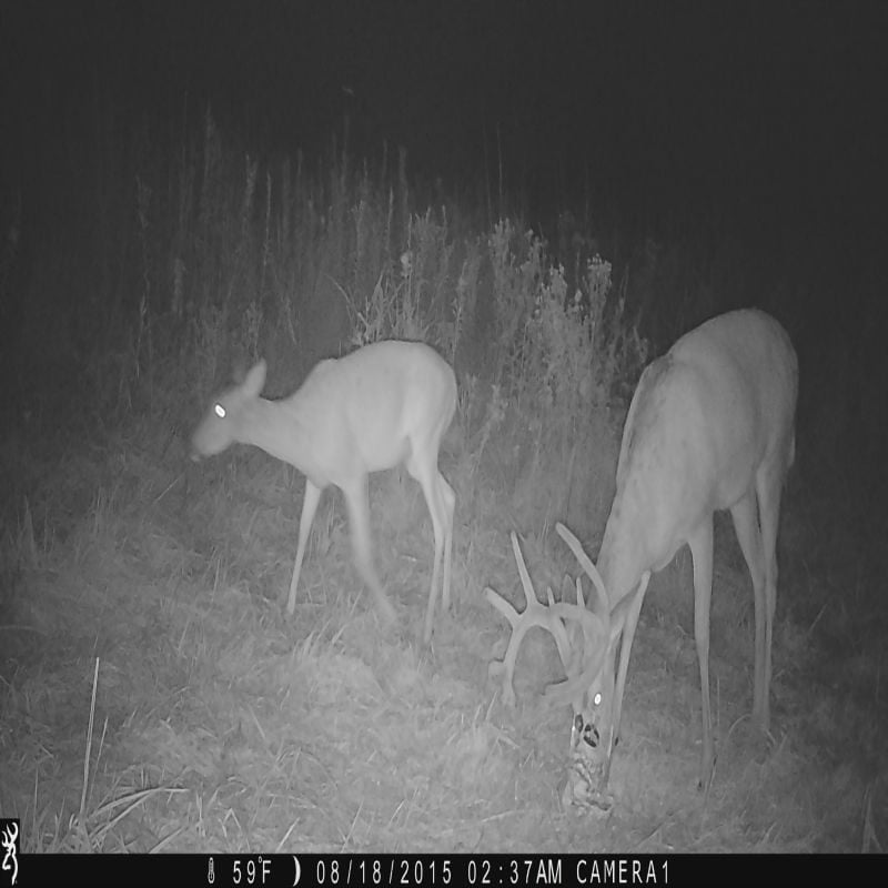 Apple Burst Attractant