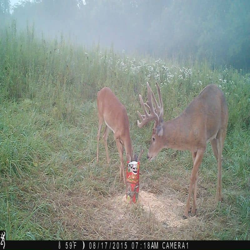 Apple Burst Attractant