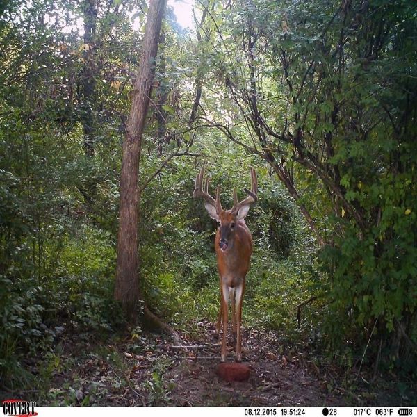 Apple Burst Mineral Block