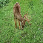 Lights Out Forage Oats