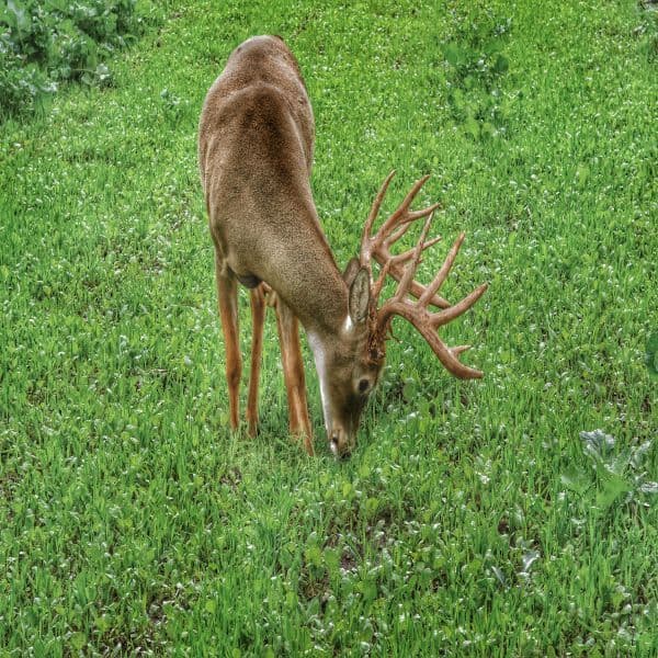 Lights Out Forage Oats