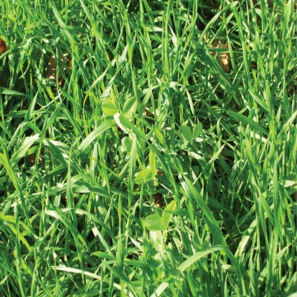 Fall/Winter/Spring Food Plot Blend