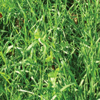 Fall/Winter/Spring Food Plot Blend