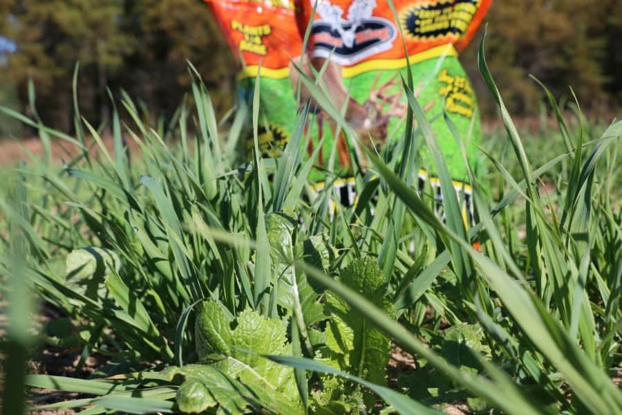 Lights Out Forage Oats