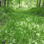 No Sweat No TIll Plot Mix