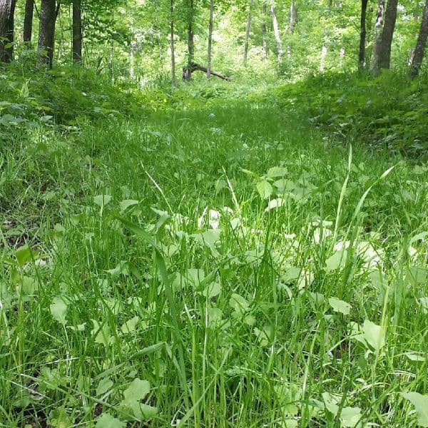 No Sweat No TIll Plot Mix