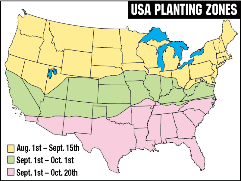 Lights Out Forage Oats