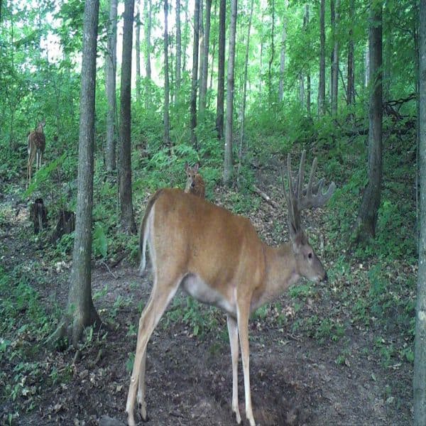 Trophy Deer Mineral - Thumbnail 5
