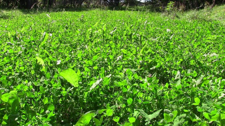 Trophy Clover Mix - Antler King