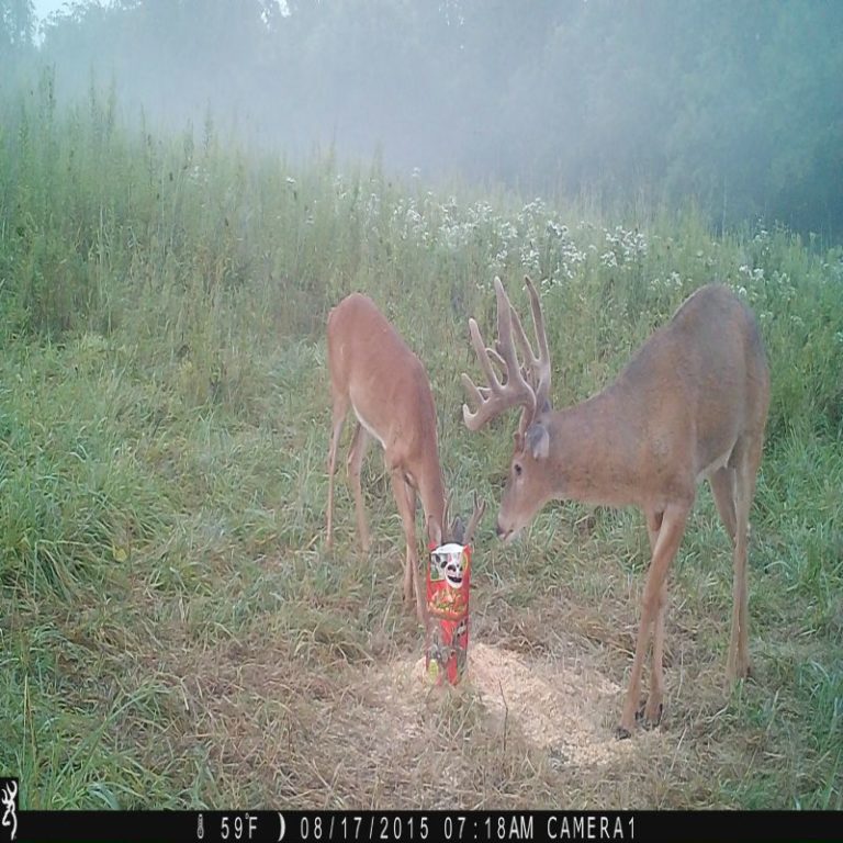 Apple Burst Attractant Antler King 3575