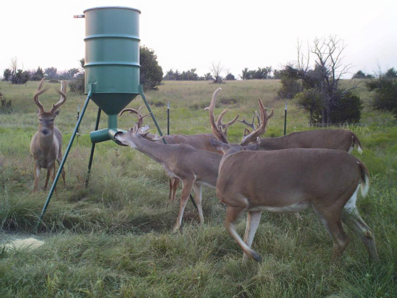 deer feeding information