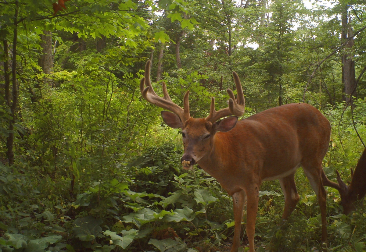 Antler King® Attract N Fuel Antler King 1719