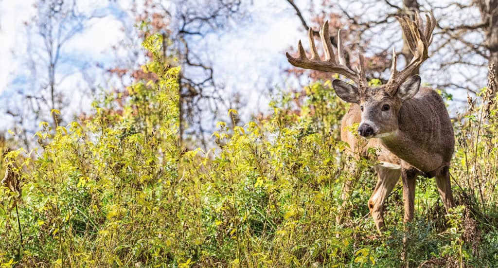 The Leader in Wildlife Nutrition Products Antler King