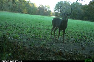 A buck in a clearing provided by Steve Bartylla