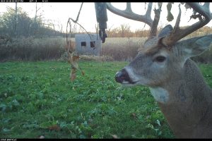 A close up picture of a buck provided by Steve Bartylla